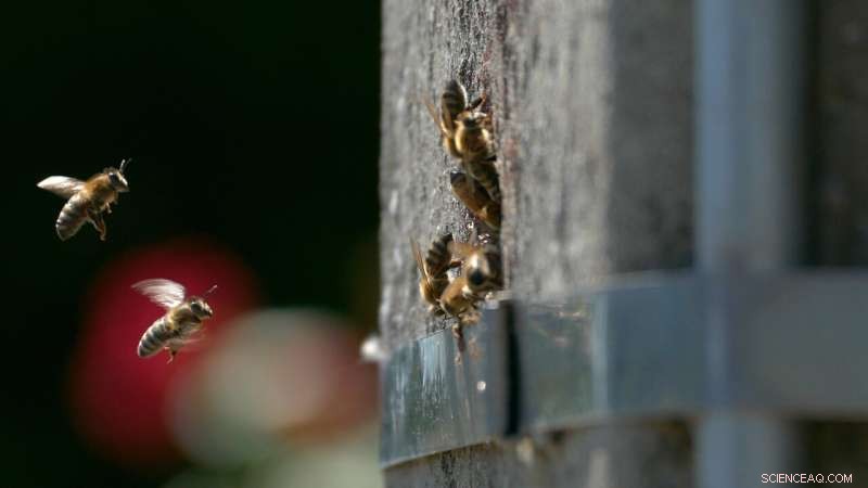 Wild Honeybee Populations Persist in Europe - Research Reveals