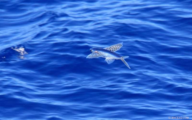 Understanding Marine Species Vulnerability to Climate Change