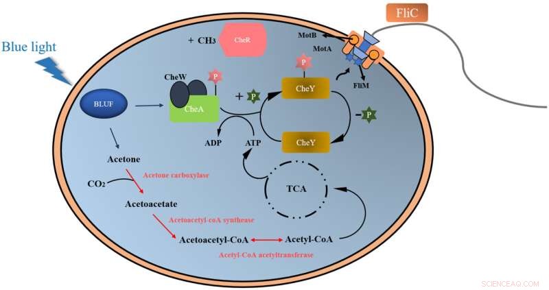 Deep-Sea Bacteria Uncover Blue Light Sensing Mechanism
