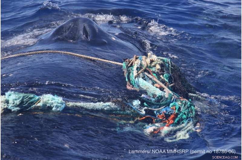 Entangled Humpback Whale Freed Off Maui: A Rescue Story