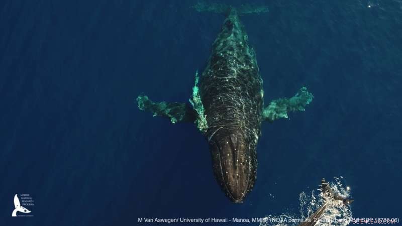 Entangled Humpback Whale Freed Off Maui: A Rescue Story