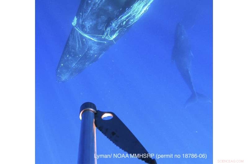 Entangled Humpback Whale Freed Off Maui: A Rescue Story