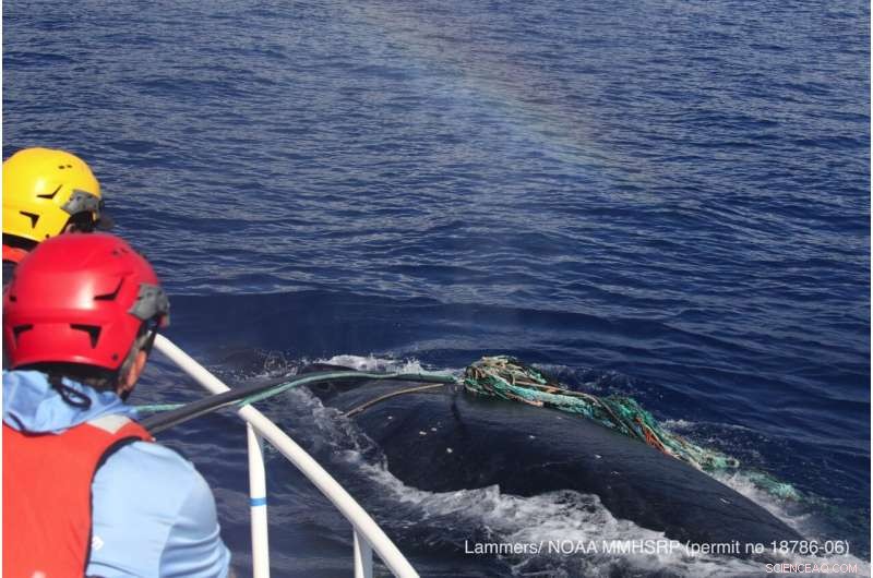 Entangled Humpback Whale Freed Off Maui: A Rescue Story