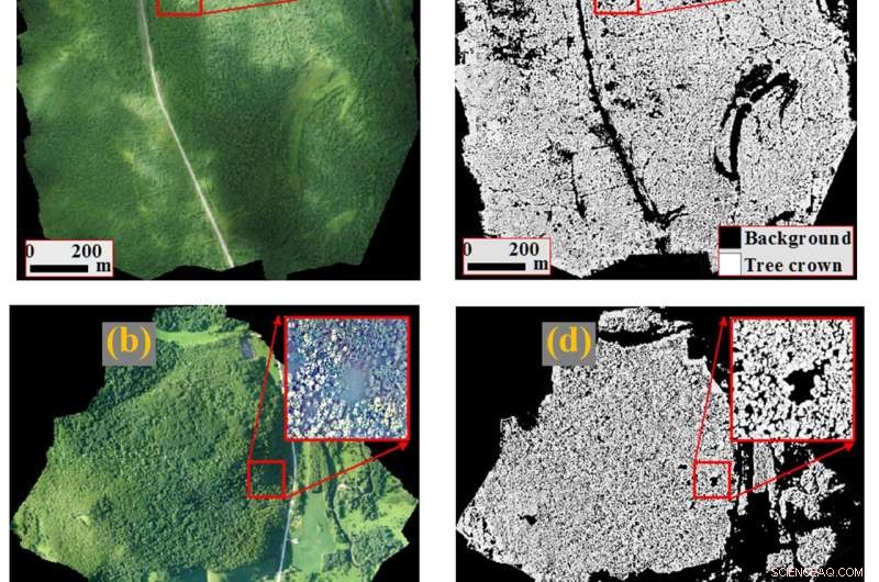 New Algorithm Reveals Forest Canopy Cover is Significantly Higher Than Estimated