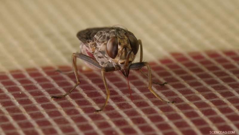 Parental Investment & Offspring Success: The Role of Experienced Caregivers