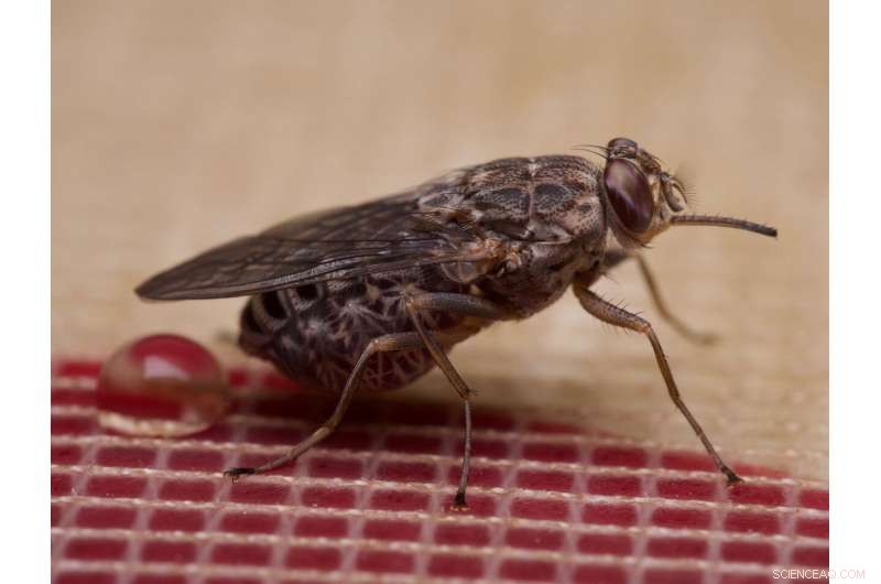 Parental Investment & Offspring Success: The Role of Experienced Caregivers