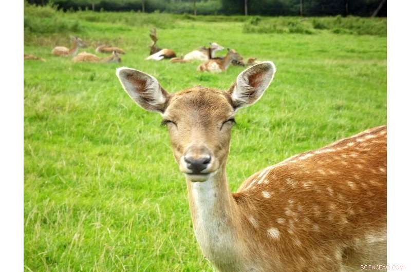 Optimism in Animal Foraging: A New Model Reveals Benefits for Survival and Health