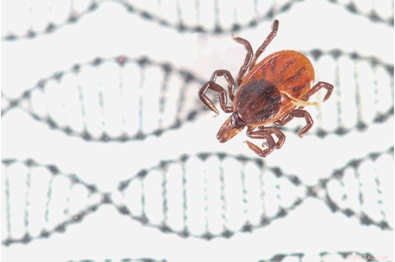 CRISPR Gene Editing Achieved in Black-Legged Ticks: A Breakthrough in Tick Research