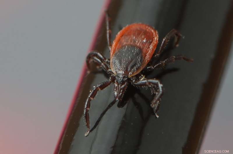 CRISPR Gene Editing Achieved in Black-Legged Ticks: A Breakthrough in Tick Research