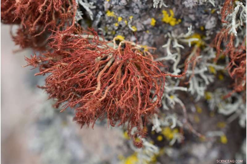 Lichens Under Threat: Climate Change and the Future of These Vital Organisms