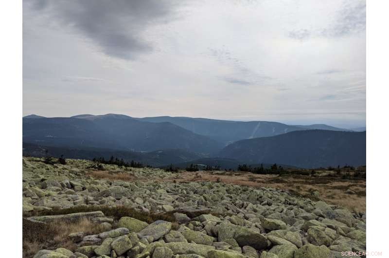 Lichens Under Threat: Climate Change and the Future of These Vital Organisms