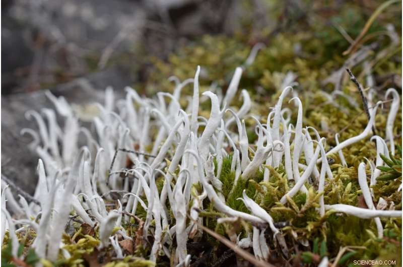 Lichens Under Threat: Climate Change and the Future of These Vital Organisms