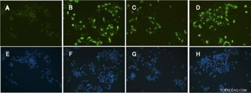 Acorn Worm Regeneration: Insights into Vertebrate Body Repair