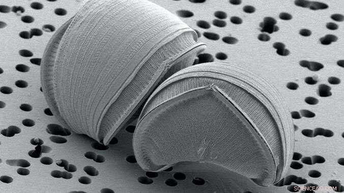 New Phytoplankton Species Discovered with Self-Fertilizing Symbiont