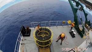 New Phytoplankton Species Discovered with Self-Fertilizing Symbiont