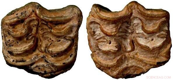 North-South Extinction Pattern Confirmed in Ancient Horses