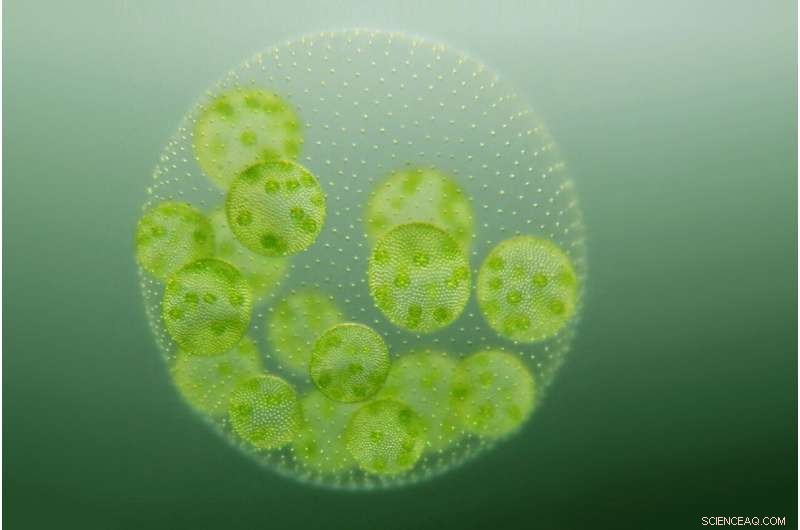 Detailed Look at Cell Division in Microalgae: A New Perspective