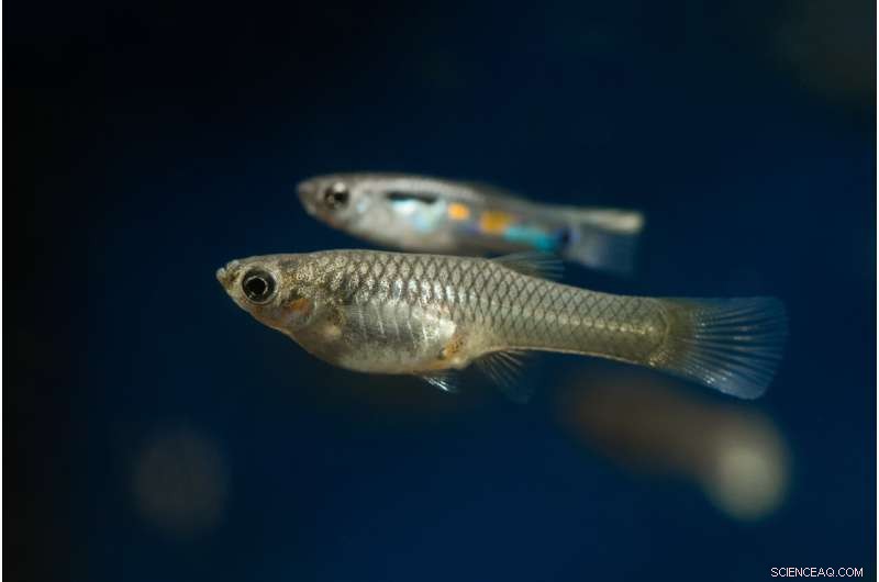 Stress Response in Fish: Do They Freeze or Flee?