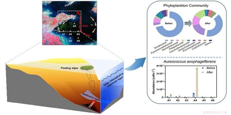 Impact of Green Tides on Yellow Sea Ecosystems: Ecological Consequences