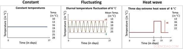 Climate Change Impacts on Disease Transmission: A Controlled Experiment