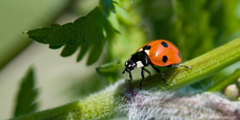 Ladybirds in Norway: Species, Facts & Identification