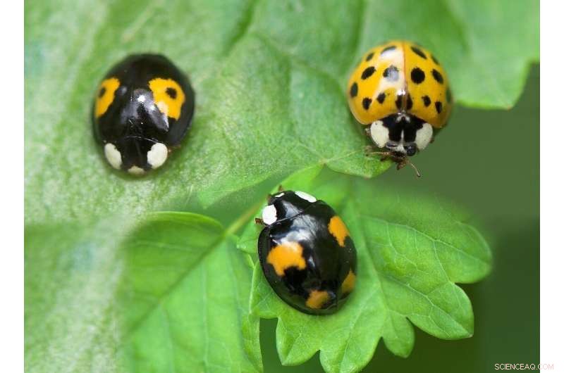 Ladybirds in Norway: Species, Facts & Identification
