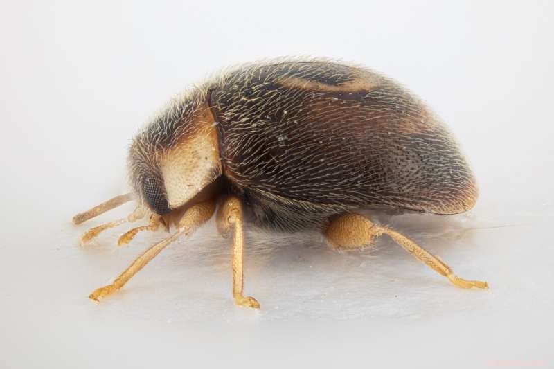 Ladybirds in Norway: Species, Facts & Identification