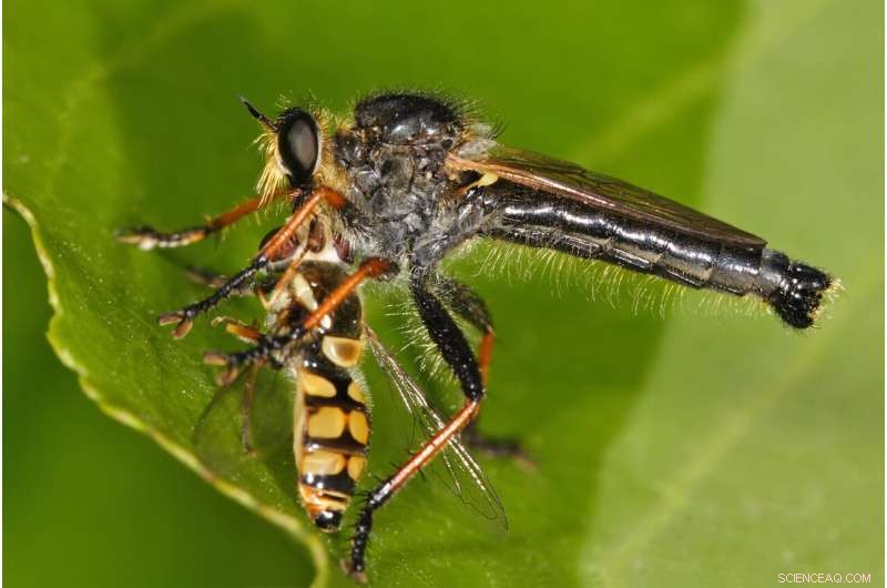 Robber Flies: Unraveling Their Aerial Hunting Techniques