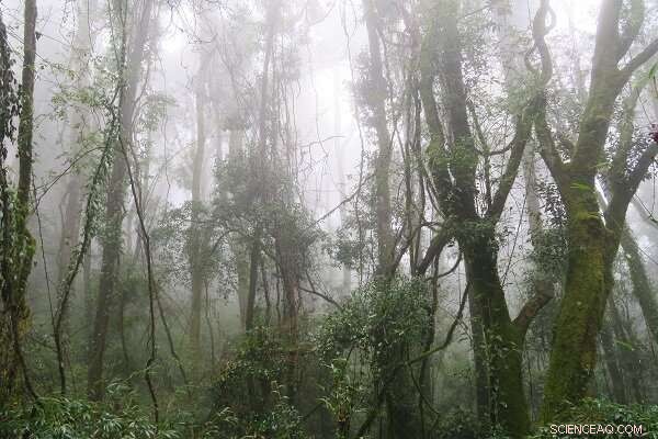 Water Use Variation Drives Biodiversity in Chinese Subtropical Forests