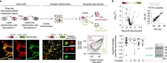 Cell Control for Tissue Regeneration: Breakthrough Discovery by University of Helsinki Researchers