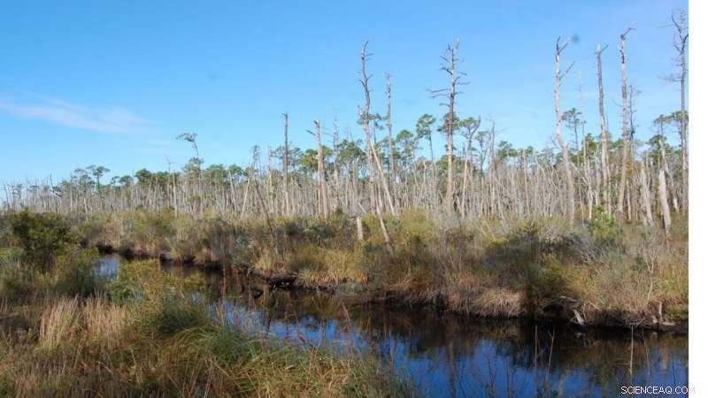 Ancient Coastal Forest Disappearing: A 2,000-Year History Lost?