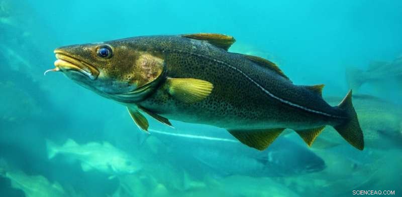 Cod Supergenes: Understanding Resilience to Overfishing and Climate Change