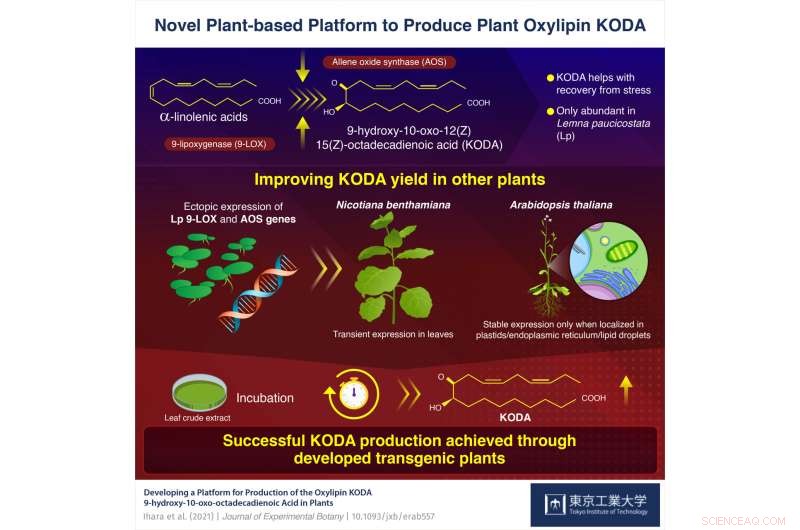 Boosting Plant Stress Resistance: Advancements in KODA Production