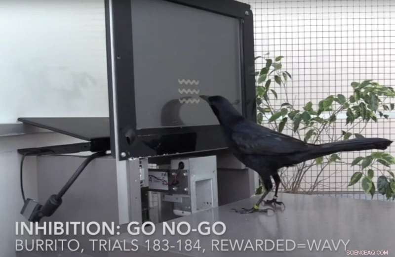 Cognitive Flexibility in Grackles: How Inhibiting Old Habits Enables Problem Solving