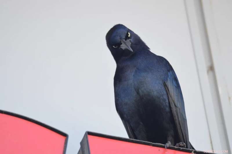 Cognitive Flexibility in Grackles: How Inhibiting Old Habits Enables Problem Solving