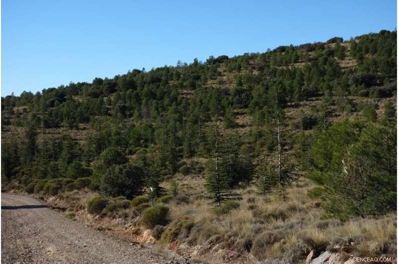 Atlas Cedar: A Climate-Resilient Solution for Iberian Forests?