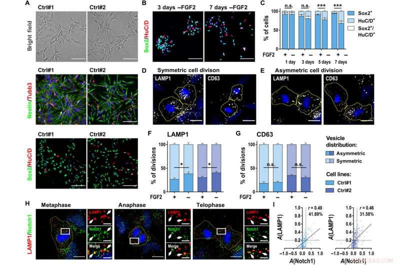 Subcellular Vesicles and Neural Stem Cell Regulation During Division