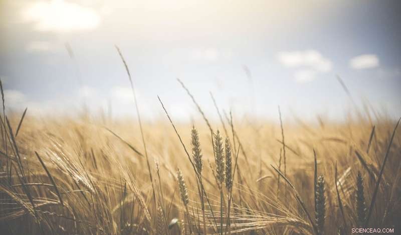 Crop App Index: Simplifying Access to Agricultural Decision Support