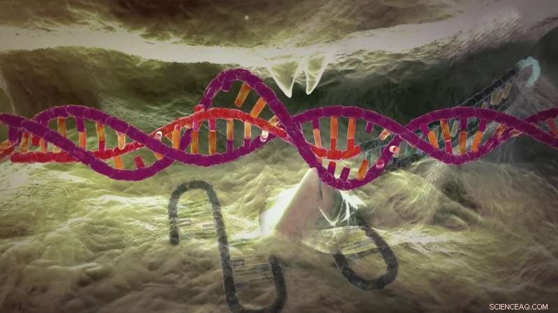 Scientists Discover Cells That Safeguard Essential Genes from Mutation