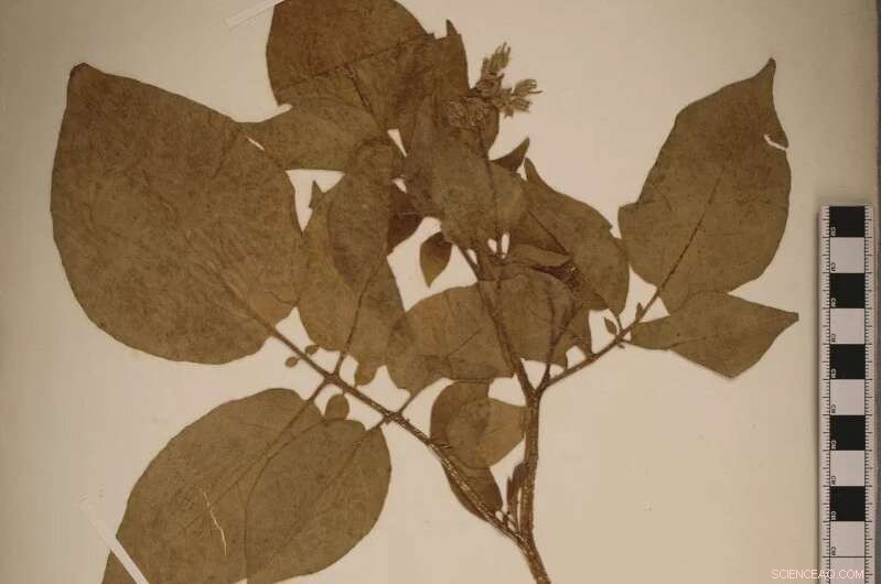 Scientists Discover Cells That Safeguard Essential Genes from Mutation