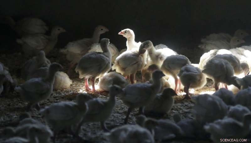 Bird Flu Alert: US Farms on Guard After Recent Case