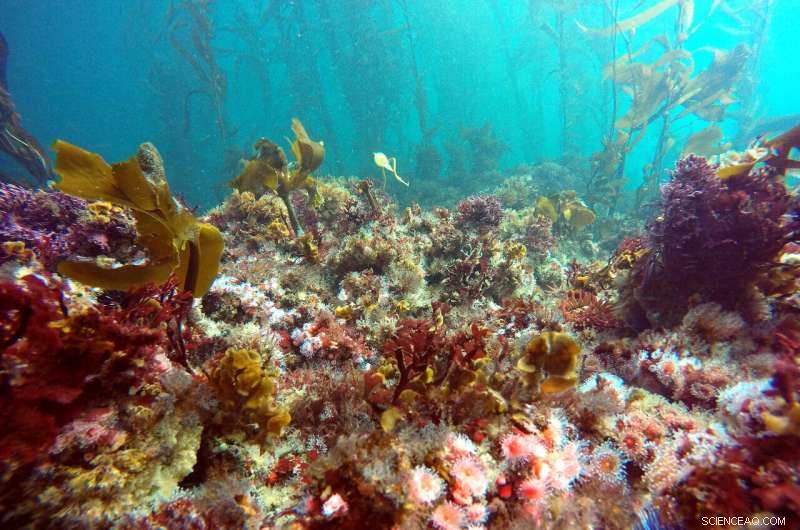 Kelp Forest Restoration: New Research Highlights Key Seafloor Factors