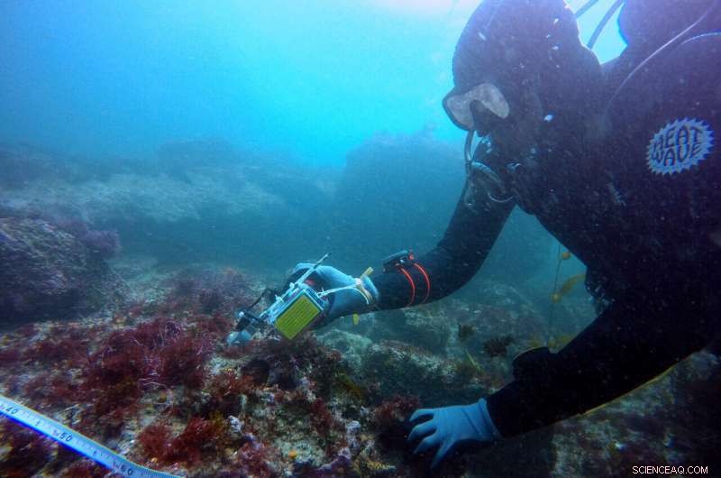 Kelp Forest Restoration: New Research Highlights Key Seafloor Factors