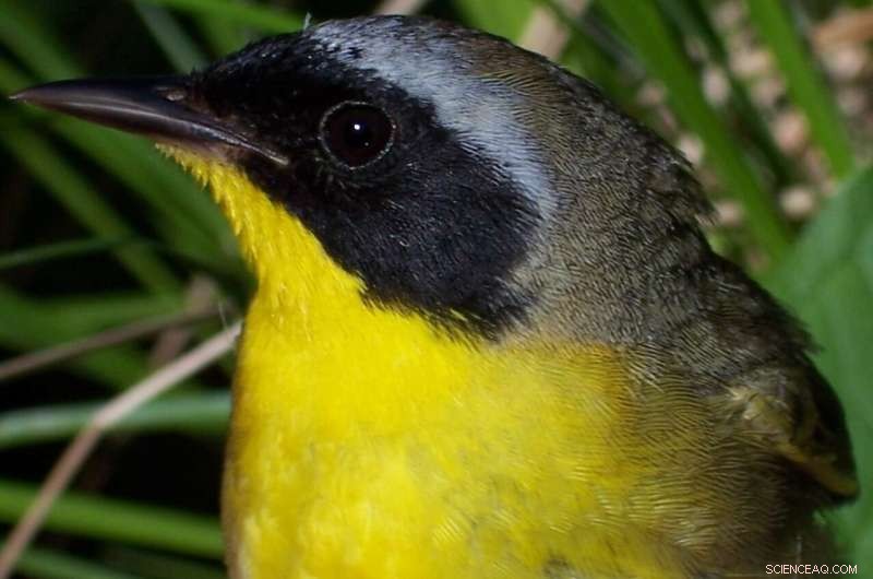 Yellowthroat Mate Selection: How Females Choose Partners