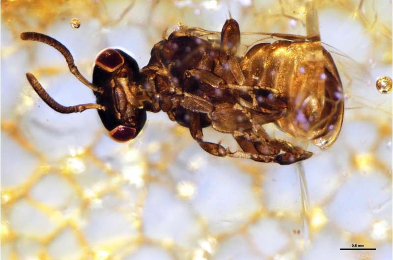 Extinct Bees Rediscovered in Ancient Tree Resin: New Species Identified