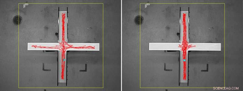 Gut Bacteria Metabolite Linked to Anxiety in Mice - Caltech Research