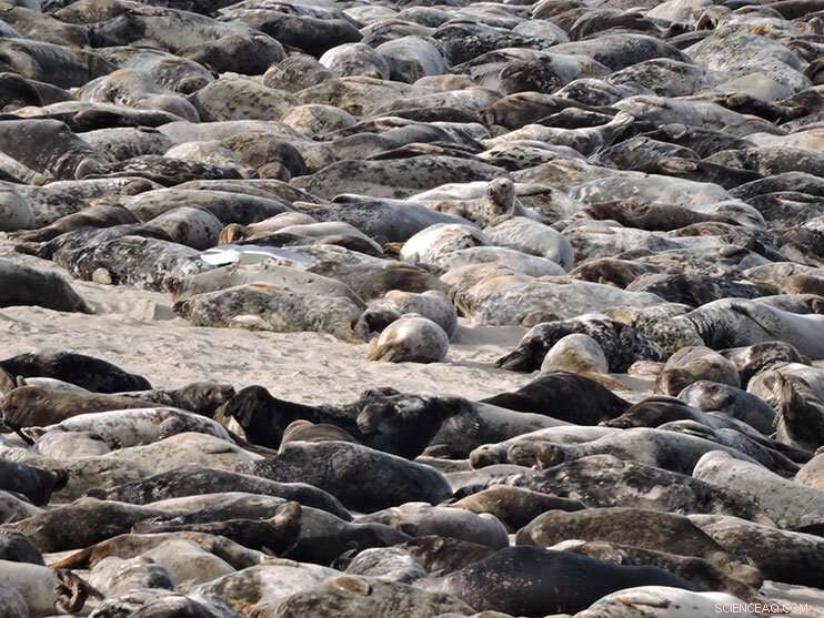 Understanding Porcine Reproductive and Respiratory Syndrome Virus (PRRSV) Evolution