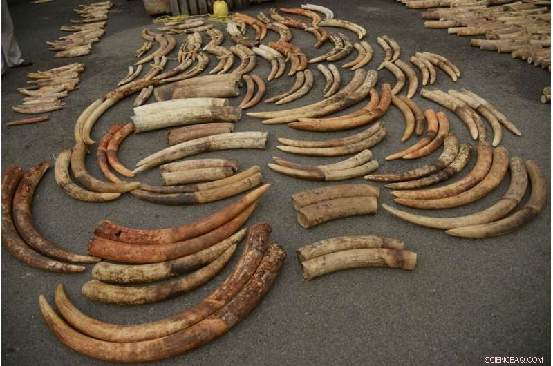 Tracking Illegal Ivory Trafficking: DNA Analysis Reveals Smuggling Routes