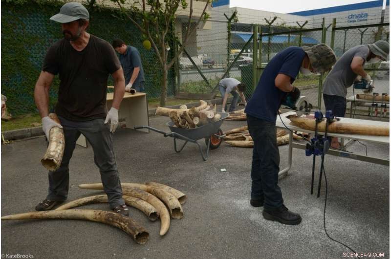 Tracking Illegal Ivory Trafficking: DNA Analysis Reveals Smuggling Routes