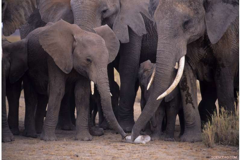 Tracking Illegal Ivory Trafficking: DNA Analysis Reveals Smuggling Routes